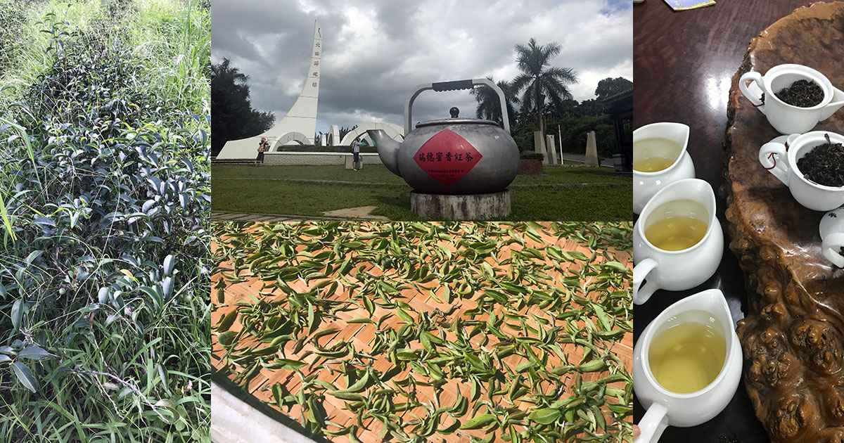 ワークショップ「新茶を飲む・台湾の蜜香茶2019」（東京・8月10日AM）