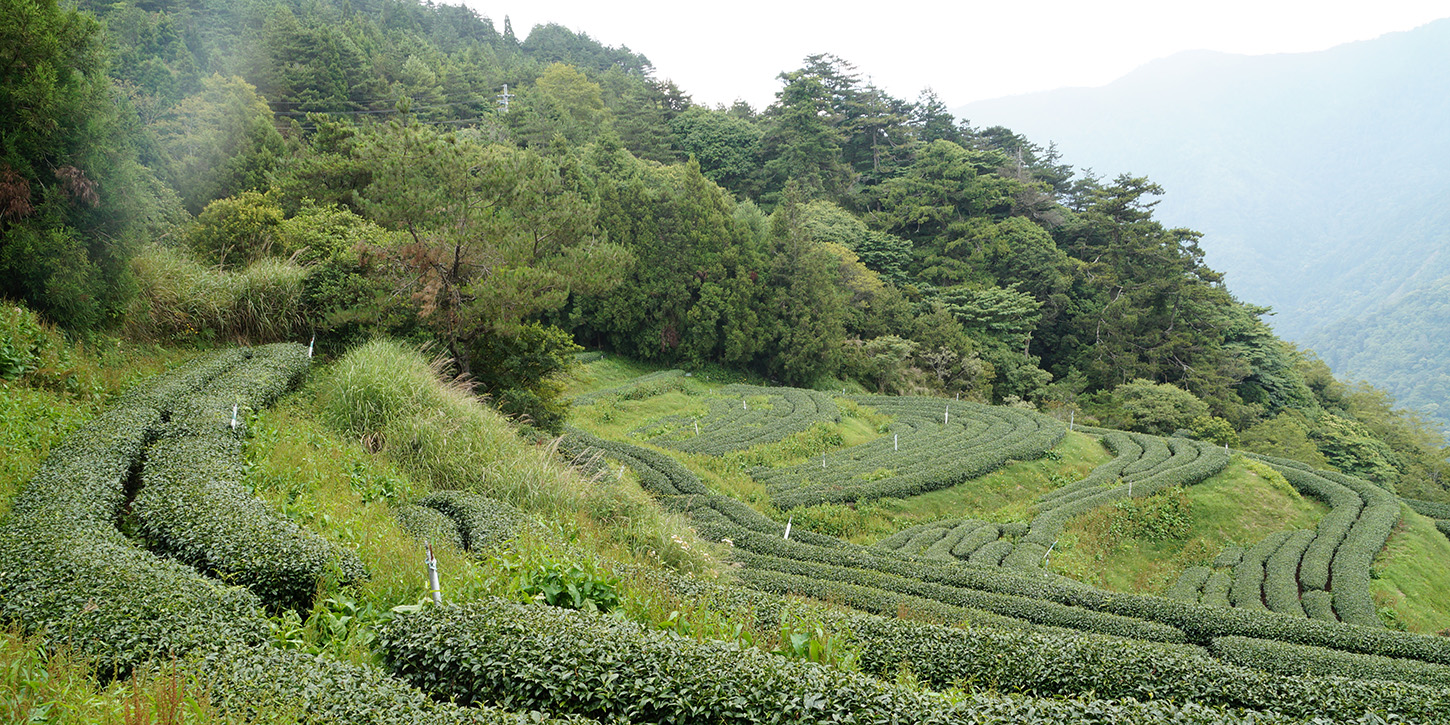 台湾茶基礎講座 第４回「高山烏龍茶」（東京・11月1日AM）